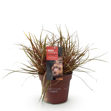 Ziergras Uncinia rubra Everflame – Mahagonigras Rot – Immergrün & winterhart – Höhe ca. 50cm – 17cm – Farbintensives Gras für Beet & Kübel