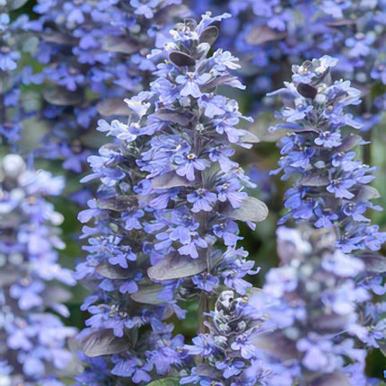Kriechender Günsel Ajuga reptans 'Burgundy Glow' – ↕10-25cm – Ø9cm – 60 Pflanzen – Immergrüner Bodendecker & pflegeleicht