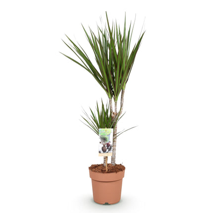 Dracaena Marginata – Drachenbaum – 17cm – Höhe 70-80cm – Pflegeleichte grüne Zimmerpflanze mit elegantem Blattwerk für Wohn – und Arbeitsräume