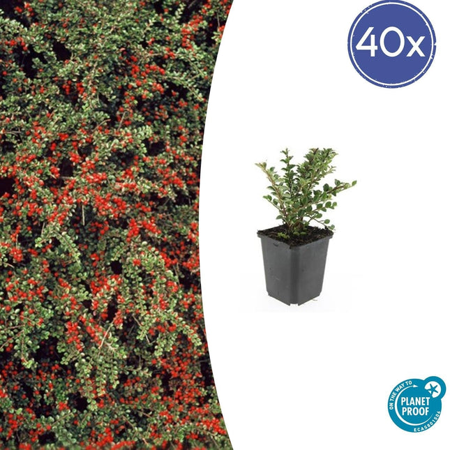 Fächer-Zwergmispel – Cotoneaster horizontalis – ↑10-25cm – Ø9cm – 40 Pflanzen – Winterharter Zierstrauch, Rote Beeren, pflegeleicht, Bodendecker