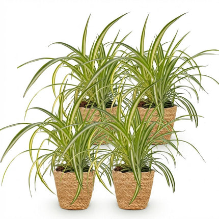 Chlorophytum comosum Variegatum 4er Set Zimmerpflanzen inkl. Naturkorb