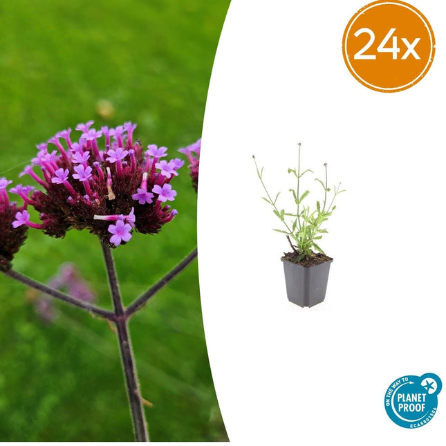 Verbena bonariensis 'Lollipop' – 24 Pflanzen – ↕10-25cm – Ø9cm – Kompakte Gartenverbene mit leuchtend lilafarbenen Blüten – Bienen- & schmetterlingsfreundlich