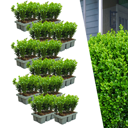 Buchsbaum – Buxus NewGen Freedom – 72 Pflanzen – Ø7 cm – ca. 15 cm hoch – winterhart & pilzresistent – ideal für große Hecken & Formschnitt