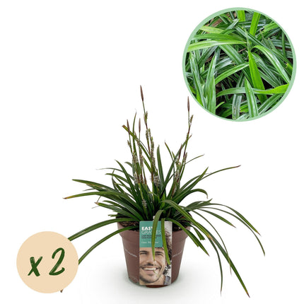 Carex morrowii Irish Green – 2 Pflanzen 17cm – ca. 50cm hoch – Immergrüne Grünblättrige Segge – Pflegeleichtes Ziergras für Garten, Terrasse & Balkon