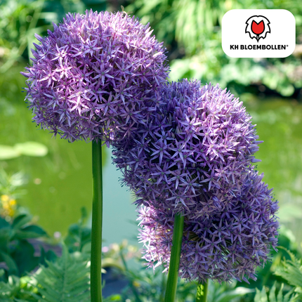 Allium 'Globemaster' – Zierlauch – violette Blütenkugeln – 5 Blumenzwiebeln – ↕80-100cm – bienenfreundliche Sommerblüher
