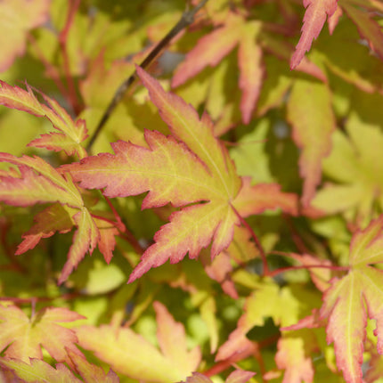 Ahorn Acer palmatum Sangokaku – 12cm – Höhe ca. 35cm – Hellgrünes Laub & goldene Herbstfärbung – Laubabwerfender pflegeleichter Zierstrauch