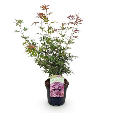 Japanischer Ahorn Acer palmatum 'Jerre Schwartz' – Dunkelrot – Balkon- & Gartenpflanze – Ø19 cm – Ca. 70 cm hoch – Kompakter Zierahorn mit elegantem Farbspiel