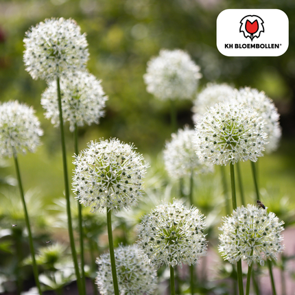 Allium 'White Giant' – Zierlauch – große, reinweiße Blütenkugeln – imposante Sommerblüher – 5 Blumenzwiebeln – ↕120cm – ideal für Beet & Rabatte
