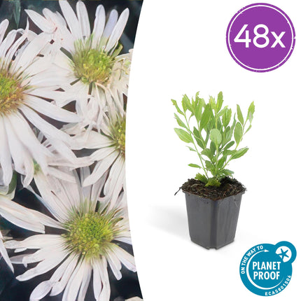 Aster ageratoides 'Ashvi' – robuste Herbstaster – 48 Pflanzen – weiße Blüten – Ø9cm – ↕10–25cm – sonnig – pflegeleicht – schnittverträglich