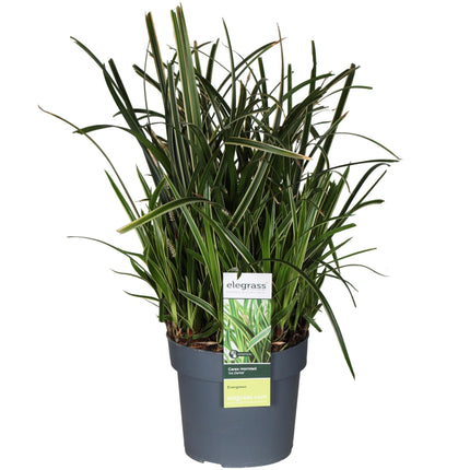 Carex morrowii Ice Dance – Ziergras für Garten, Balkon & Terrasse – Ø19cm – Höhe ca. 45cm – Immergrün, robust & pflegeleicht