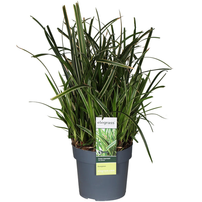 Carex morrowii Ice Dance – Ziergras für Garten, Balkon & Terrasse – Ø19cm – Höhe ca. 45cm – Immergrün, robust & pflegeleicht