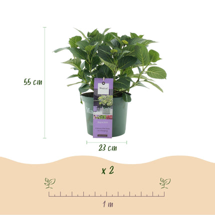 Hortensie Magical Jewel Blue – Hydrangea macrophylla – Blau – Balkonpflanze – 23cm Ca. 55cm hoch – 6-10 Blüten – Für Balkon, Terrasse & Beet