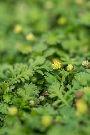 Fiederpolster Leptinella squalida – ↕10-25cm – Ø9cm – 6 Pflanzen – Immergrüner Bodendecker, Farnartige Blätter, Schattentauglich, Pflegeleicht