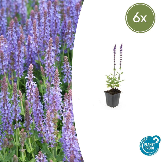 Blüten – Salbei Salvia nemorosa 'Caradonna' – ↕10-25cm – Ø9cm – 6 Pflanzen – Tiefviolett – Bienenfreundlich – Pflegeleicht – Sonniger Standort