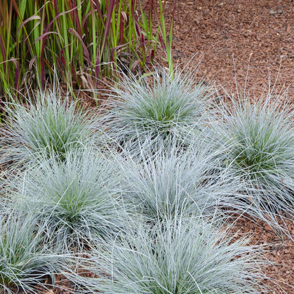 Blauschwingel Festuca glauca Azura Blue Ø14cm – Höhe ca.30cm – silberblaues Ziergras winterhart & immergrün