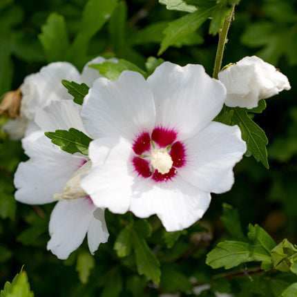 Garteneibisch Hibiscus syriacus Red Heart – Blüte Weiß mit Rotem Herzen – Strauch – Wenig Pflege – 17cm x H45cm – Sommerblüher & Bienenfreundlich