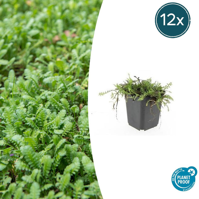 Fiederpolster Leptinella squalida – ↕10-25cm – Ø9cm – 12 Pflanzen – Immergrüner Bodendecker, Farnartige Blätter, Schattentauglich, Pflegeleicht