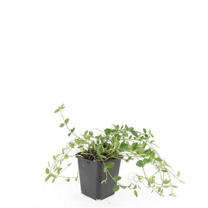 Vinca minor 'Gertrude Jekyll' – 24 Pflanzen – Immergrüner Bodendecker – Weiß blühend – Tiefgrüne Blätter – 10–25 cm – Ø9 cm – Schattentolerant & pflegeleicht