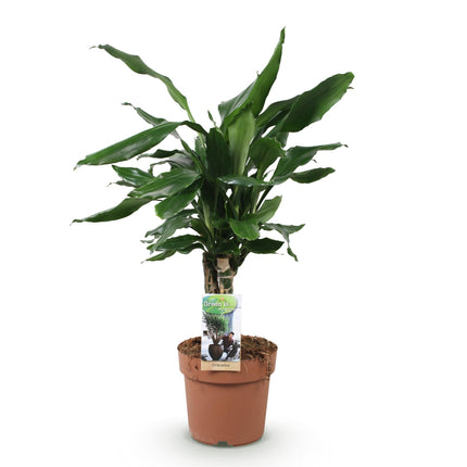 Dracaena fragrans Steudneri – 50-55cm – 17cm – Pflegeleichter Drachenbaum – Grüne Zimmerpflanze für Wohnzimmer, Büro & Schlafzimmer