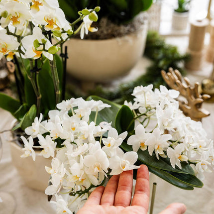 Weiße Phalaenopsis Orchidee Nazaré – Ø9cm – Elegante Zimmerpflanze – Pflegeleicht & Blühfreudig – Ideal für Küche, Wohnzimmer & Büro