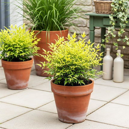 Heiliger Bambus Nandina Lemon & Lime – 17cm Höhe ca.45cm – Immergrün & farbintensiv – Gelbgrünes Laub – Pflegeleichter dekorativer Zierstrauch