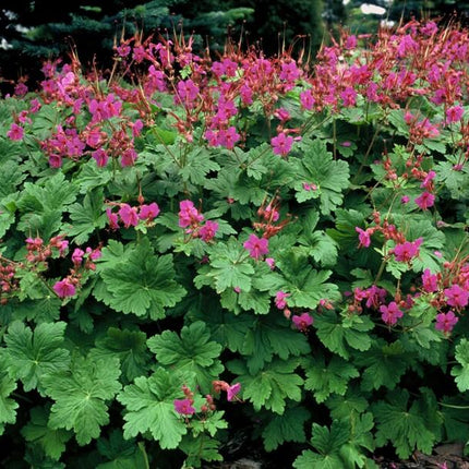 Storchschnabel Geranium macrorrhizum 'Czakor' – ↕10-25cm – Ø9cm – 12 Pflanzen – Robuste Bodendeckerpflanze mit tiefrosa Blüten – Für Beete & schattige Standorte – Winterhart & pflegeleicht