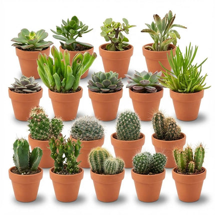 Mini Kakteen & Sukkulenten Mix – 18 Pflanzen – Ø8,1cm Terrakottatöpfe – Höhe 5-10cm – Pflegeleichte Zimmerpflanzen – Deko & Geschenkidee