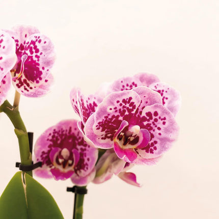 Phalaenopsis Orchidee „El Salvador“ Rosa-Lila – Blühende Zimmerpflanze im Luxus-Goldtopf Ø9cm – 35cm hoch – Exklusive Diamond-Linie – Frisch vom Züchter