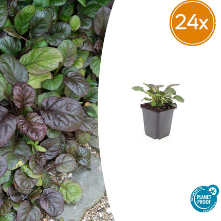 Ajuga reptans ‘Catlin’s Giant’ – 24 Pflanzen – ↕10-25cm – Ø9cm – Bodendecker – Blaue Blüten – Winterhart & Pflegeleicht – Für Schatten & Halbschatten