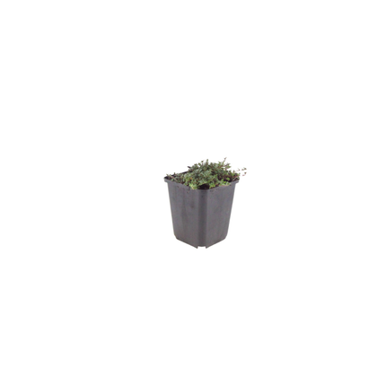 Thymus praecox Coccineus Bodendecker – 48 Pflanzen – Ø9cm – Höhe 10-25cm – Winterharter Polsterthymian – Bienenfreundlich – Für Steingarten, Beet & Pflasterfugen