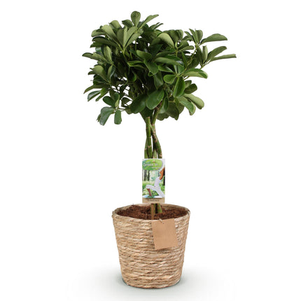 Schefflera Nora – 70-80cm – 21cm inkl. Naturkorb – Pflegeleichter Fingerbaum – Glänzende Grünpflanze für Wohnzimmer, Büro & Schlafzimmer