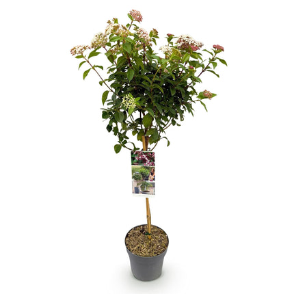 Viburnum tinus 'Eve Price' – Immergrüne Stamm-Pflanze – Höhe ca. 90 cm – Ø19 cm – Winterblühender Schneeball – Pflegeleicht – Für Balkon, Terrasse & Garten