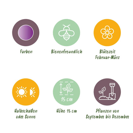 Blumenzwiebeln Crocus Ruby Giant – 50 Stück – Lila Krokusse – Frühblühende Blumenzwiebeln für Beet, Balkon & Terrasse – Bienenfreundlich