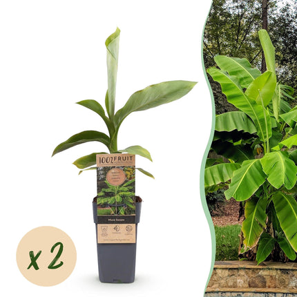 Japanische Faserbanane – Musa basjoo – Winterhart – 2 Pflanzen – Ø15cm – Höhe ca. 50cm – Tropische Optik & essbare Früchte – Pflegeleicht