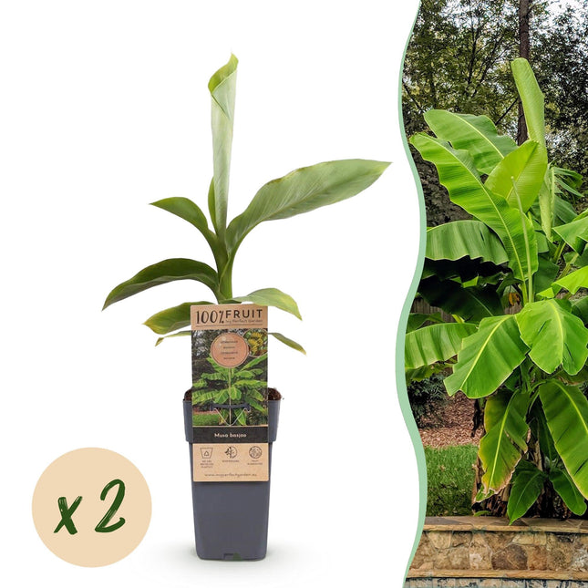 Japanische Faserbanane – Musa basjoo – Winterhart – 2 Pflanzen – Ø15cm – Höhe ca. 50cm – Tropische Optik & essbare Früchte – Pflegeleicht