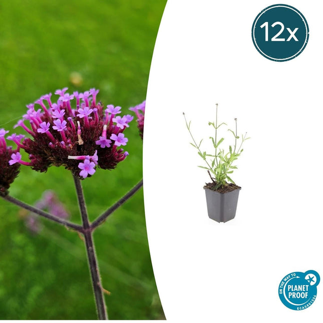 Hohes Eisenkraut Verbena bonariensis 'Lollipop' – ↕10-25cm – Ø9cm – 12 Pflanzen – Lilafarbene Blüten – Bienenfreundlich – Kompakte Staude