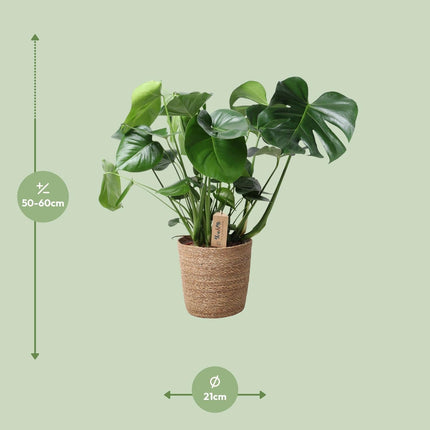 Monstera In Natural Basket – Ø21cm – ↕60cm – Pflegeleichte Zimmerpflanze mit charakteristischem Fensterblatt – Im natürlichen Flechtkorb – Luftreinigend & dekorativ – Für Wohnzimmer & Büro