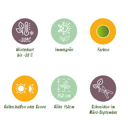 BetterBuxus Babylon Beauty Heckenpflanzen Set – 16 Pflanzen für ca.2lfm Hecke – 20-25cm Höhe – 9cm – Resistent gegen Buxuskrankheit & Buxusmot