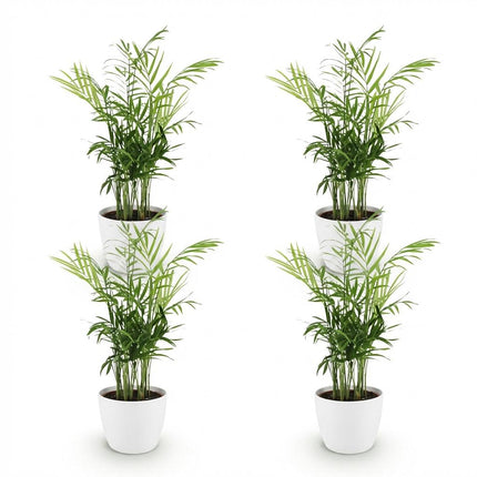 Chamaedorea elegans 4er Set Pflanzen Mit Weißem Topf Ø12cm Höhe ca.15cm Goldpalme Haustierfreundlich Luftreinigend Pflegeleicht Für Zimmer Büro &