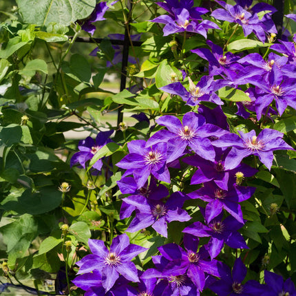Kletterpflanze Clematis The President – Rosa Blüten – 2 Pflanzen – 11 cm x H40 cm – Bis 3 m – Pflegeleicht – Ideal für Garten, Balkon & Pergola