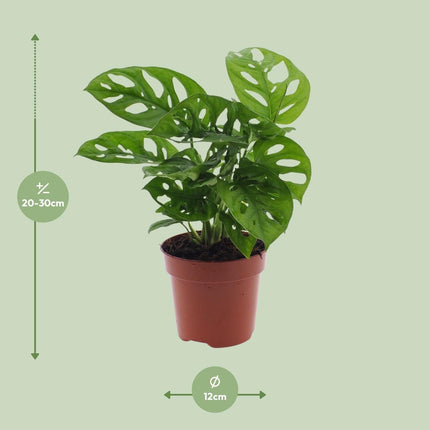 Monstera Monkey Leaf – Fensterblatt – Ø12cm – ↕30cm – Pflegeleichte Lochpflanze mit dekorativem Blattmuster – Tropische Zimmerpflanze für halbschattige Standorte – Luftreinigend & dekorativ