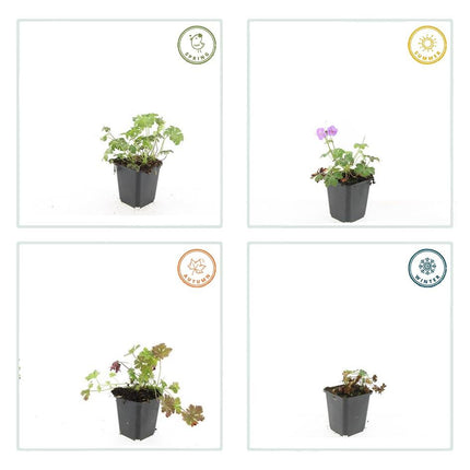 Geranium cantabrigiense 'Cambridge' – Bodendecker – 48 Pflanzen – Ø9cm – ↕10-25cm – Rosa Blüten – Pflegeleicht & bienenfreundlich