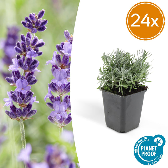 Lavandula angustifolia 'Hidcote' – winterharter Lavendel – 24 Pflanzen – duftend & bienenfreundlich – Ø9cm – ↕10–25cm