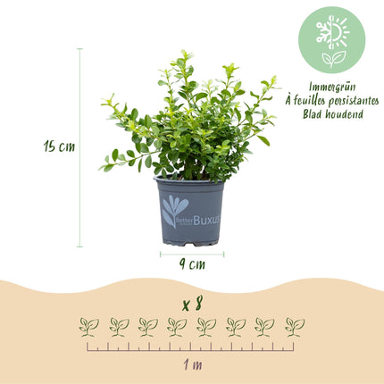 BetterBuxus Babylon Beauty Heckenpflanzen Set – 16 Pflanzen für ca.2lfm Hecke – 20-25cm Höhe – 9cm – Resistent gegen Buxuskrankheit & Buxusmot