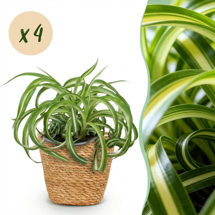 Chlorophytum comosum Bonnie 4er Set Zimmerpflanzen inkl. Naturkorb