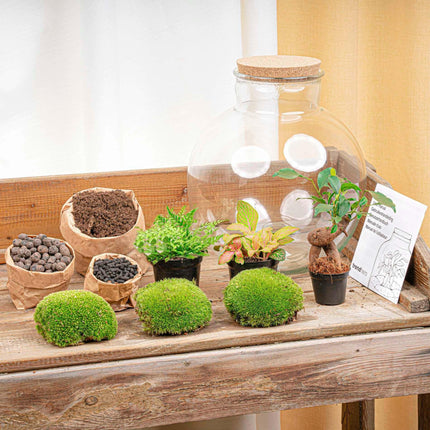 Flaschengarten DIY Bausatz – Terrarium Set „Bolder Bob Bonsai“ – Ø31cm x H30cm – Mit Ficus Ginseng, Fittonia & Moos – Selbstversorgendes Pflanzen-Ökosystem zum Selbermachen