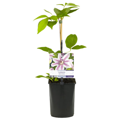 Kletterpflanze Clematis Nelly Moser – Rosa Blüten – Wenig Pflege – 2 Pflanzen – 11 cm Höhe 40 cm – Für Garten, Balkon & Pergolen