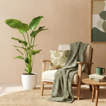 Strelitzia Nicolai Pflanze Mit Weißem Topf Ø21cm Höhe ca.110-120cm Paradiesvogelblume Großpflanze Pflegeleicht Grünpflanze Für Zimmer Büro &