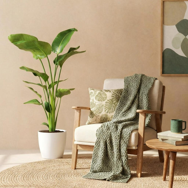 Strelitzia Nicolai Pflanze Mit Weißem Topf Ø21cm Höhe ca.110-120cm Paradiesvogelblume Großpflanze Pflegeleicht Grünpflanze Für Zimmer Büro &