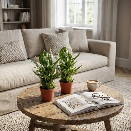 Spathiphyllum Einblatt – 2 Pflanzen – Ø12cm – Höhe 35-40cm – Luftreinigende Zimmerpflanze – Weiße Blüten – Ideal für Wohnraum & Büro